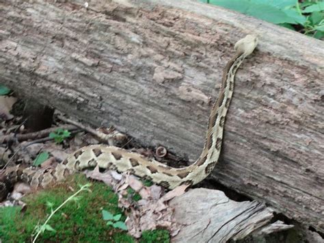 Appalachian trail, Wildlife photos, Appalachian