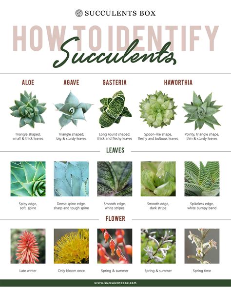 Types Chart Identify Succulent Plants Templates Printable Free