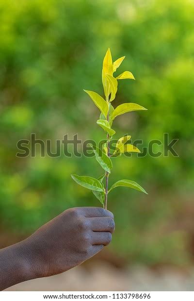 Hands Holding Sapling Soil Surface Stock Photo Shutterstock