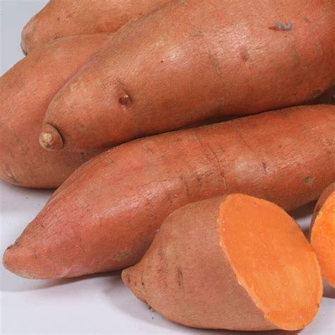 Sweet Potato BELLEVUE Ipomaea Batatas