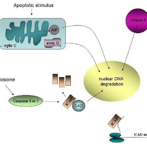 3 Apoptosis Inducing Factor AIF Co Localizes With Cytochrome C In