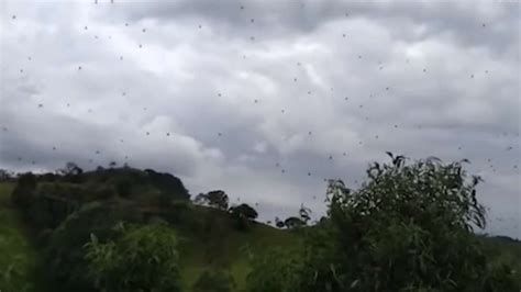 Chuva De Aranhas Assustam Moradores Em Minas Gerais