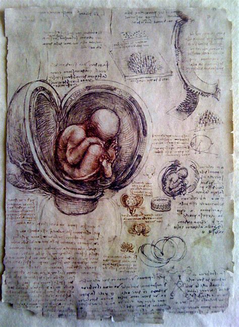 Leonardo da Vinci - Fetus by resalta on DeviantArt