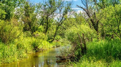 Paisaje Del Verano Con Una Corriente Y Vegetaci N Verde En Los Bancos