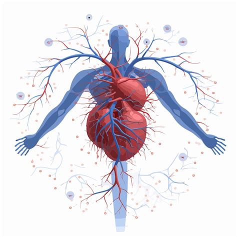 Detailed Circulatory System Human Body Illustration Premium AI