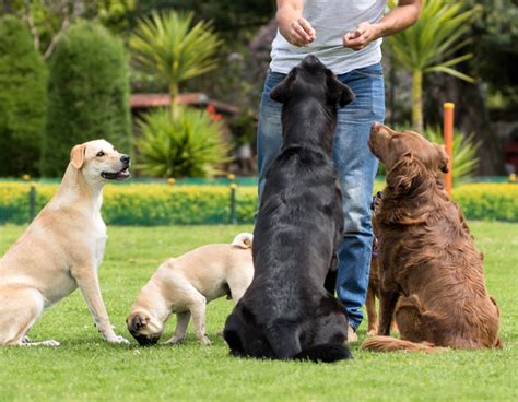 Dog Obedience Training in Toronto - The Dog Market