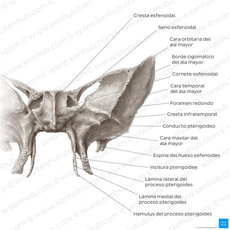 Hueso Esfenoides Anatomía Función Y Desarrollo Kenhub