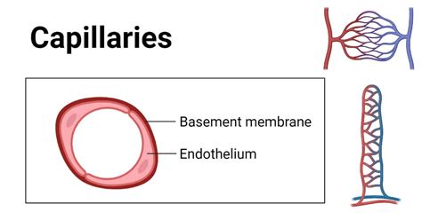 Capillaries: Structure, 3 Types, Functions, Diseases | Medical school ...