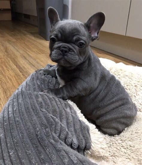 Female Blue French Bulldog Puppy For Sale In Sheffield South