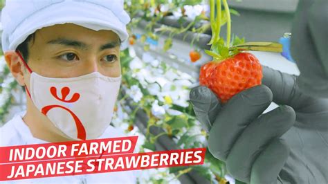 How This Indoor Vertical Farm Makes Perfect Japanese Strawberries