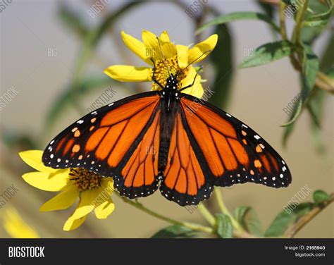 Monarch Butterfly On Image & Photo (Free Trial) | Bigstock