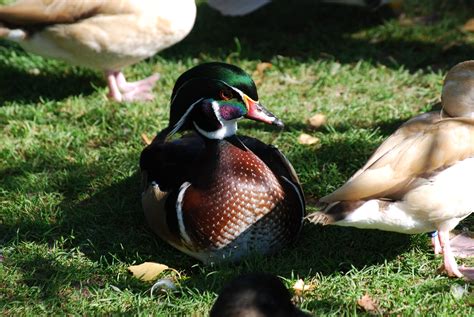 Apricot Wood Duck