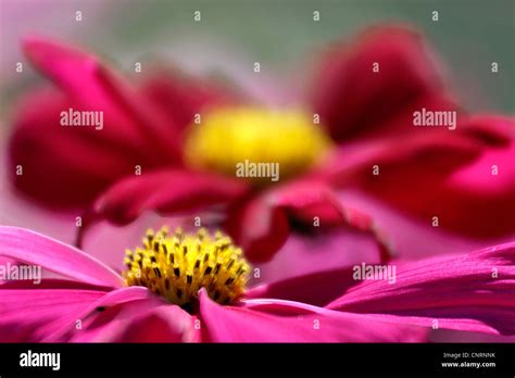 Garden Cosmos Mexican Aster Cosmos Bipinnatus Inflorescence In