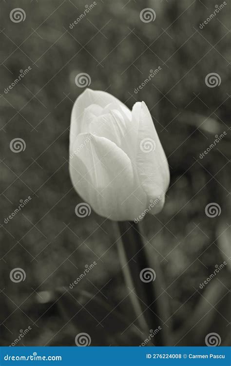 White tulip stock photo. Image of tulip, garden, black - 276224008