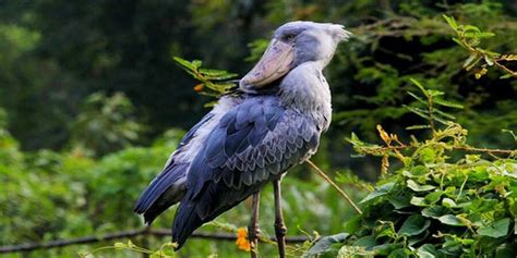 Where Can I See The Rare Shoebill Stork In Uganda In Best