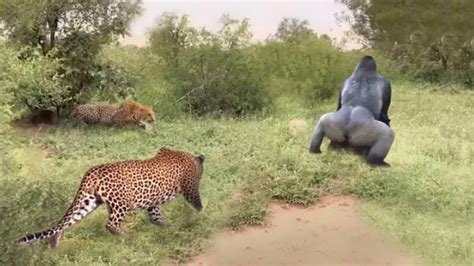 Leopard And Gorilla Fight Gorilla Vs Lion Real Fight Gorilla Vs