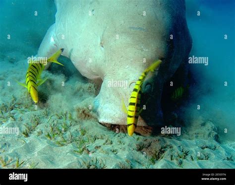 Dugongo Dugong Fotos Und Bildmaterial In Hoher Aufl Sung Alamy