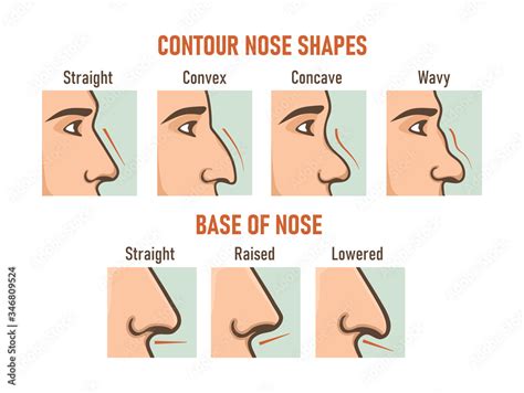 Contour Nose Shapes Base Of Nose Different Types Of Noses 素材庫向量圖