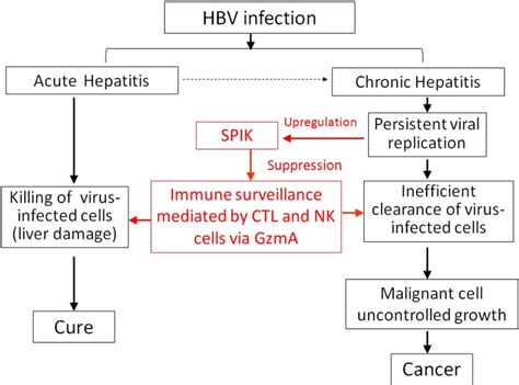 Figure 2 From Pathogenesis Of Hepatitis B Virus Hbv Mediated Liver