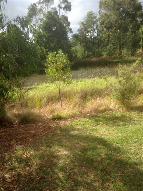 Tracks Trails And Coasts Near Melbourne Olnda Creek Wetland