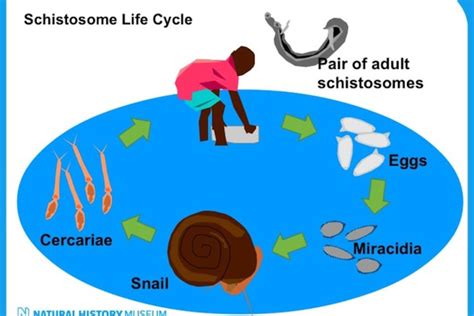 Bilharzia Parasite Life Cycle