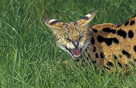 Serval Leptailurus Foto De Archivo Imagen De Adulto