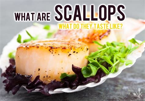 What Are Scallops What Do Scallops Taste Like Kitchensanity