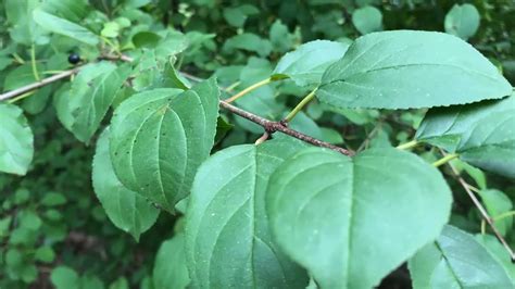 Invasive Species Of The Week Buckthorn September 2020 YouTube