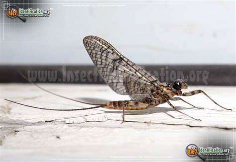 Mayfly