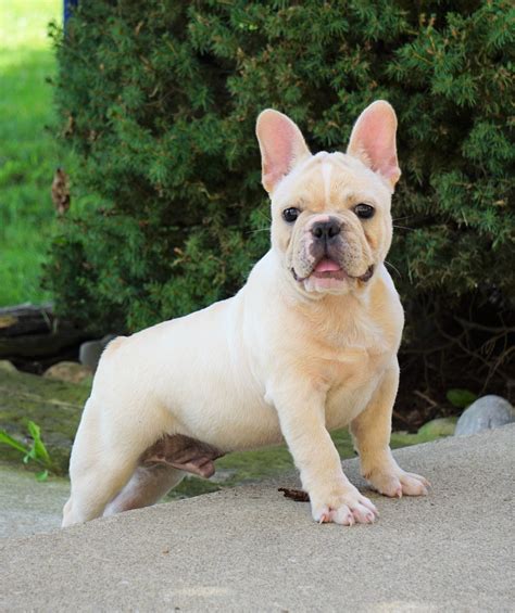 AKC Registered French Bulldog For Sale Millersburg, OH Male- Bruno – AC ...