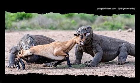 Dragón de Komodo: Características, Qué Come, Hábitat... | Pangea