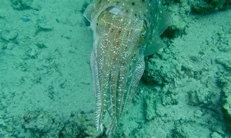 Broadclub Cuttlefish Sepia Latimanus House Reef Pulau K Flickr