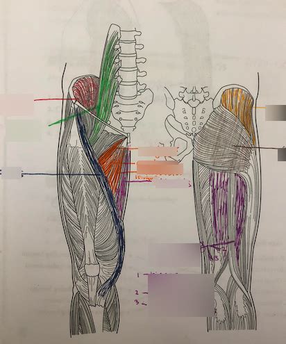 Muscles Acting On The Hip And Thigh Diagram Quizlet