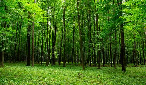 Silvicultura definição tipos vantagens e seu impacto no meio ambiente