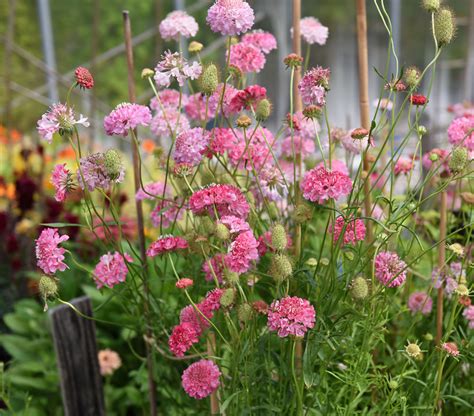 Praktvädd 'Salmon Queen' | Ettåriga blomsterväxter | Scabiosa ...