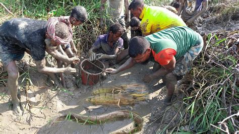 Omg It S A Unbelievable Hand Fishing In Village Canal Big Eel Fishing