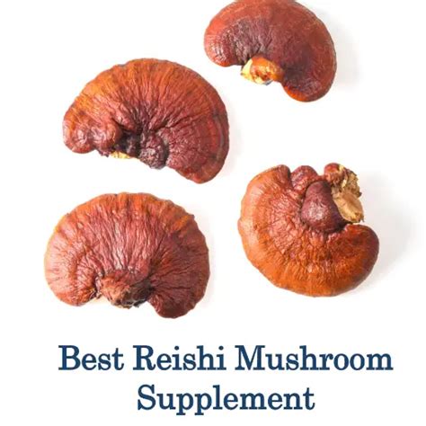 Best Reishi Mushroom Supplement The Konnexion