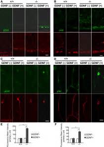 KIF26A Is An Unconventional Kinesin And Regulates GDNF Ret Signaling In