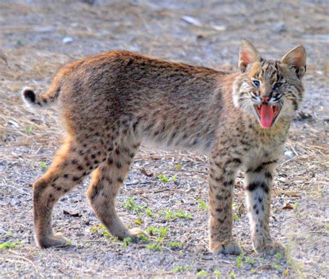 List 95 Pictures Pictures Of Bobcats In The Wild Updated