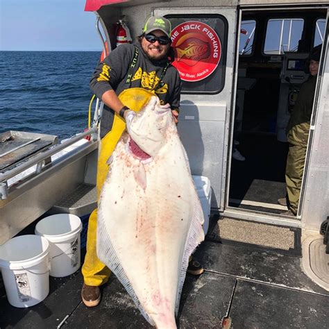 Halibut Fishing In Homer Alaska Jimmie Jack Fishing