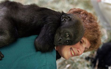 baby gorillas at the columbus zoo