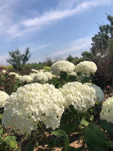 木本花卉庭院植物绣球花木绣球无敌贝拉安娜6年地栽老桩耐寒耐晒 虎窝淘