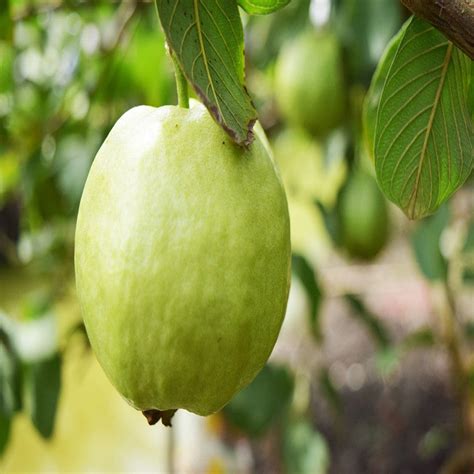 Thailand-Guava – Fruit Plants & Tree – Baag Bageecha