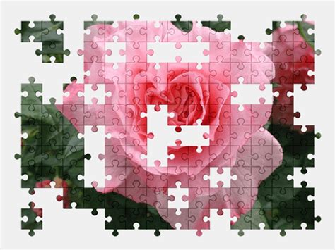 Pink Rose Jigsaw Puzzles Online