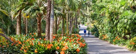 The Palm Grove Botanic Gardens Of Sydney