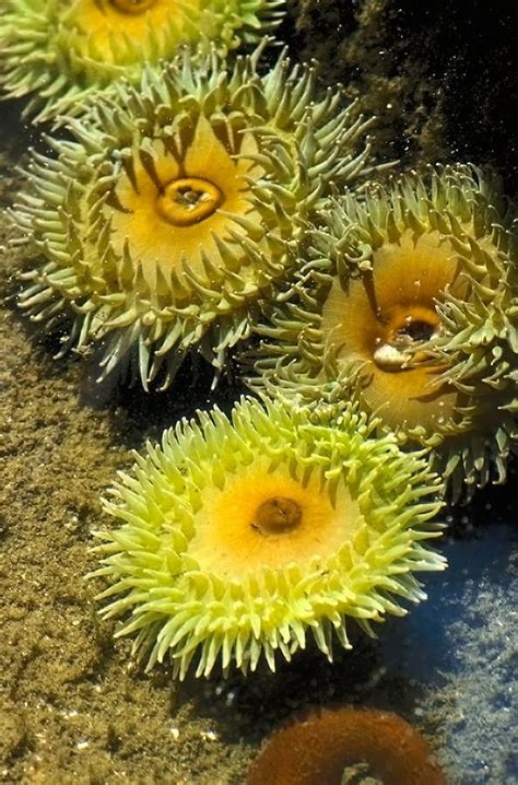 Tangledwing Sea Anemones Of The Phylum Cnidaria Class Anthozoa They