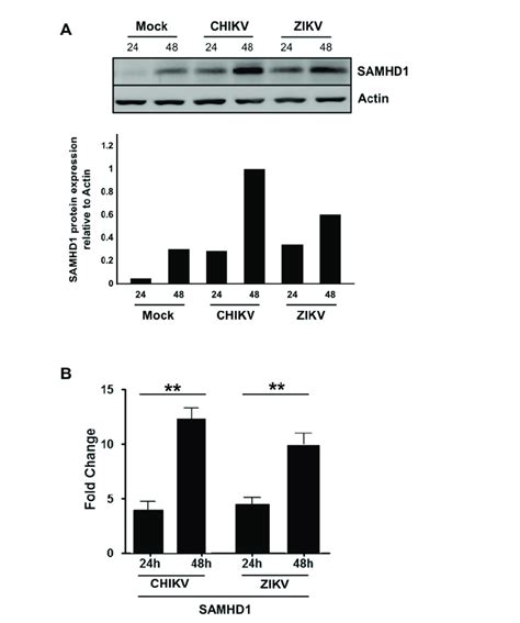 Samhd1 Expression Is Up Regulated Upon Chikv And Zikv Infection Hff1