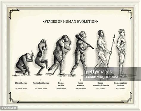 328,298 Human Evolution Stages Stock Photos, High-Res Pictures, and ...