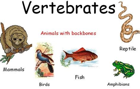 Characteristics Features of Subphylum Vertebrata - IMALUOP