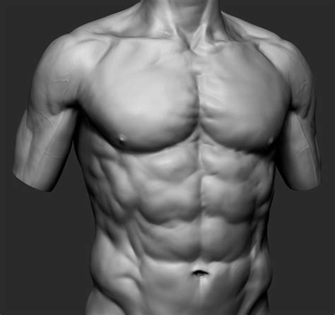 Artstation Male Torso Anatomy Study Paulo Soares Male Torso